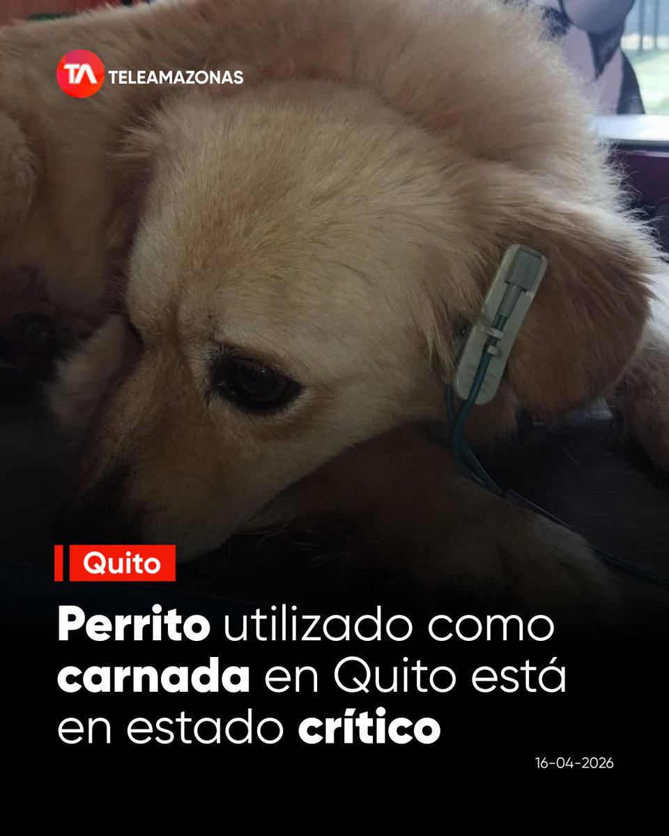 #Quito | El perrito de 6 años que fue rescatado tras ser colgado de un árbol y usado como "carnada" para entrenar canes de pelea se encuentra en estado crítico y lucha por su vida en una cámara de oxígeno. Más detalles aquí f.mtr.cool/ljefzcmrhf