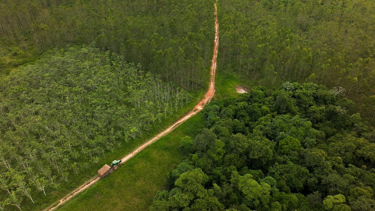 SerforPeru's tweet image. 🌱 Serfor impulsa el desarrollo de plantaciones forestales a mayor escala en el Perú

A través del Programa Bosques Productivos Sostenibles (#BPS). El Serfor realizó una sesión estratégica junto a actores clave del sector empresarial forestal.
