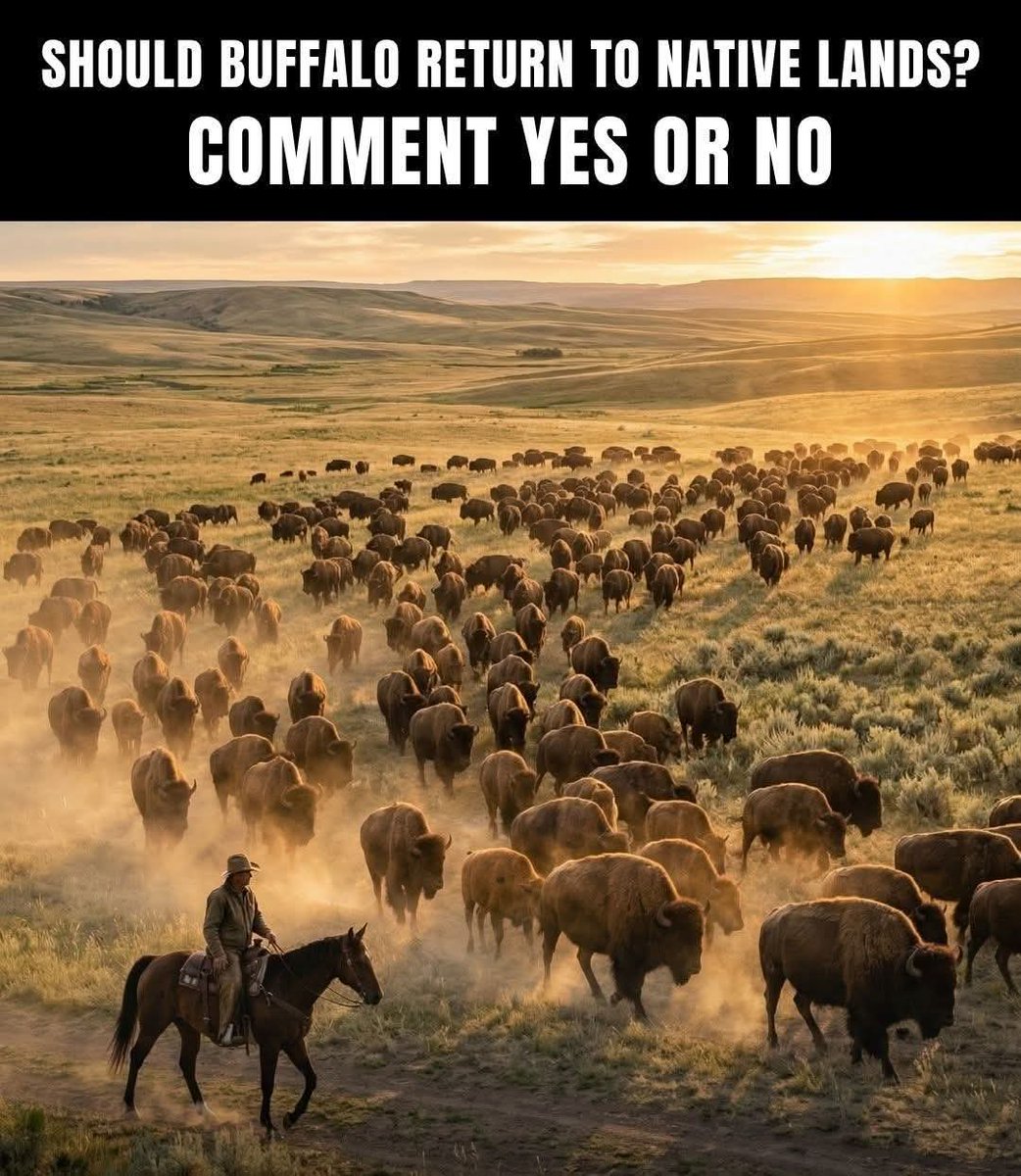 Support Native Americans tweet media