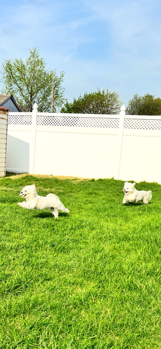 Jaxcarly0612's tweet image. Having fun in the sun ☀️! Mommy only lets us stay out a few minutes at a time, and we take full advantage! 🏃🥰⚽️❤️ We wish you all a beautiful evening ⭐️…and stay cool 💦 #Billy🤍 #Hayden🤍 #FunInTheSun🥰🌸🌻💛✨💗