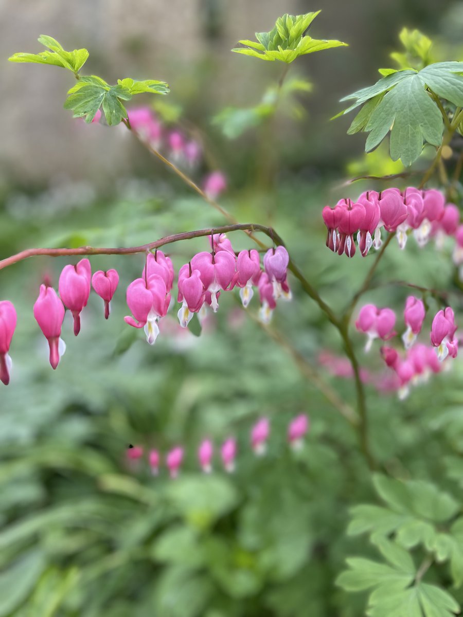 StephensHouse&Garden tweet media