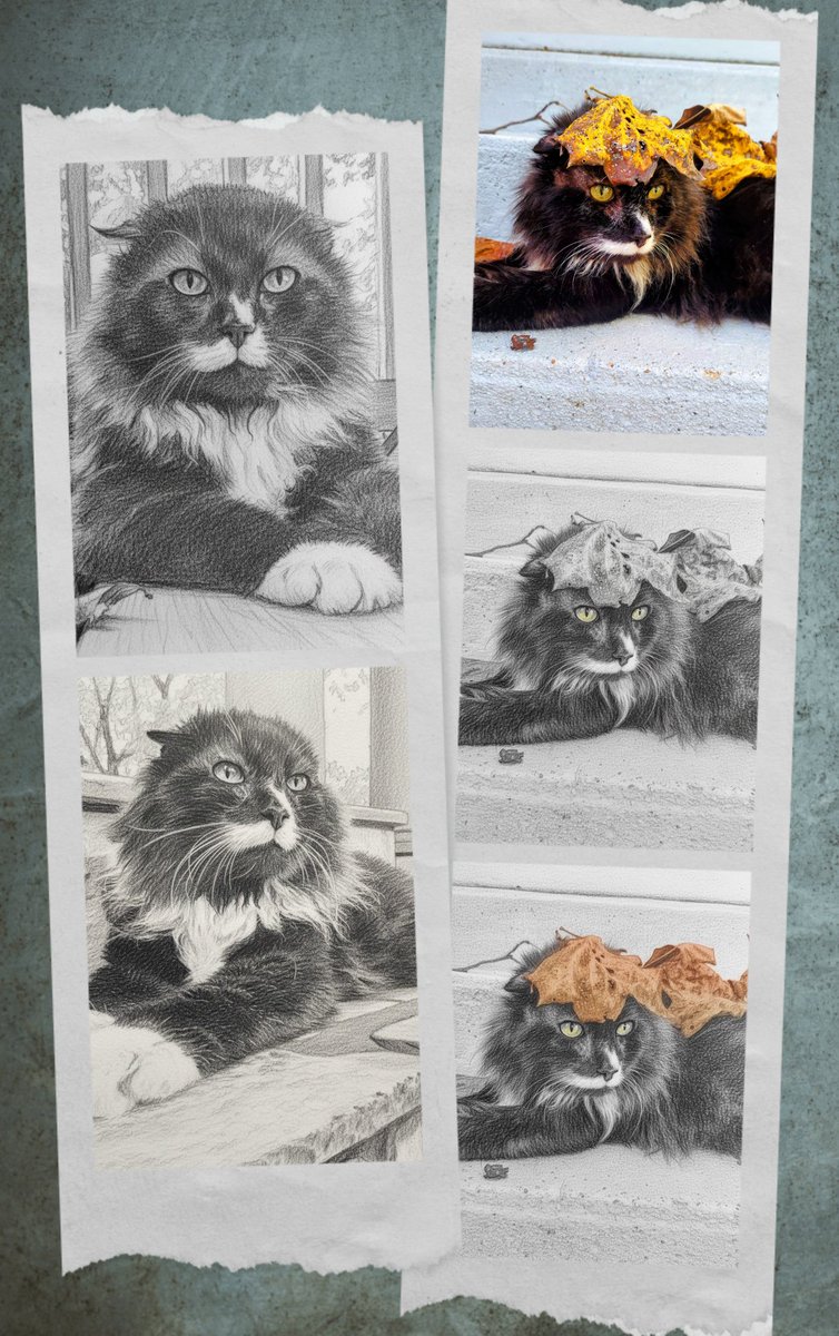 RappCatsAdopt's tweet image. Hey, it's Les. I wanna do something special for the people who #loved #Savior. I've ordered some of my favorite pics. The first 30 people to email me with their name/address, I'll send you a keepsake photo. Email: manager@rappcats.org 
Pics are pending arrival. I just ordered.