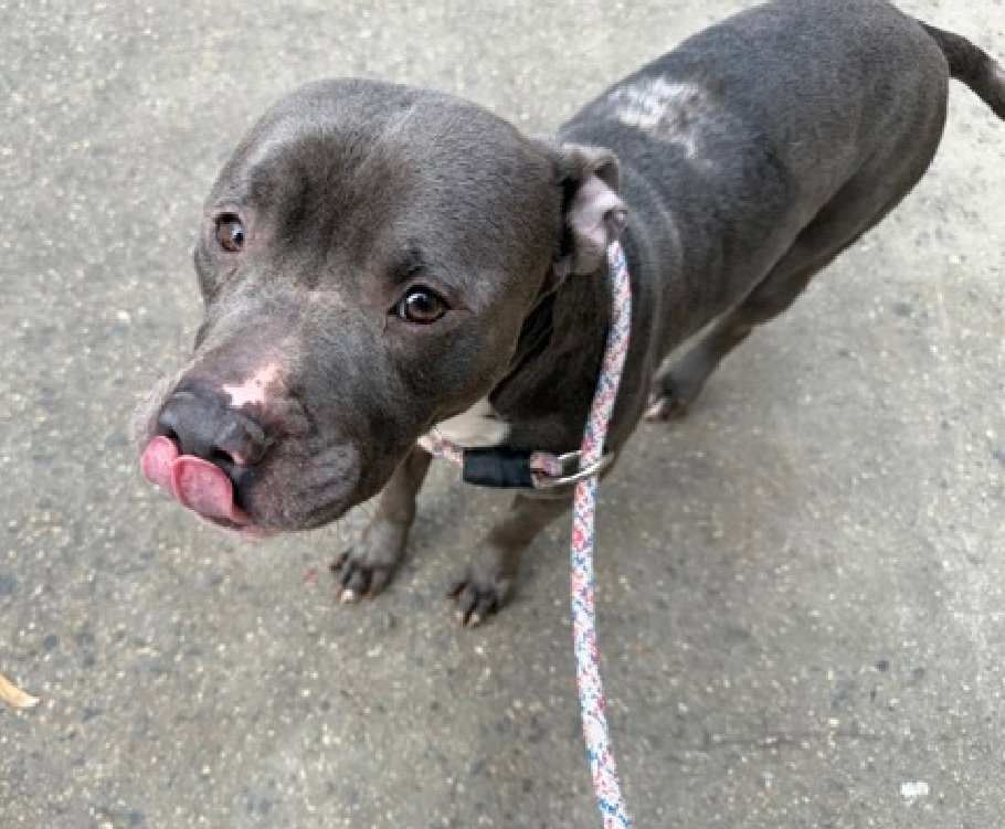 MyBoxerLuvMac1's tweet image. 💔Thin Mints💔
#NYCACC #248110 3y
▪️Listed TBK: 4/18💉 
#RescueOnly

Precious sweetie's💔, @ scary shelter.
Trying 2 be brave, social w staff.
Darling youngster 's eyes say it all..he's ready 2 move on!
Has dermatitis &amp;amp; is eager 2 give u all his love.
Needs loving, all adult,