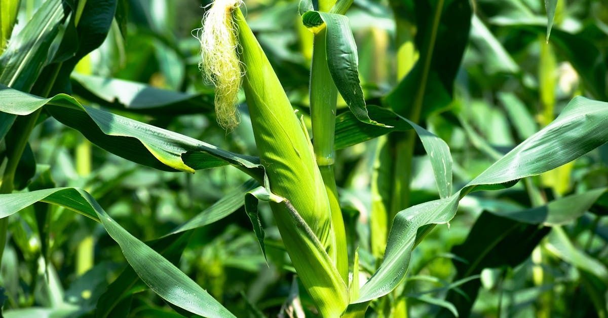 AgTech_Awards's tweet image. Hybrid corn, biofuels, now AI: How tech shapes farming - Farm Progress

farmprogress.com/technology/hyb…

#agtech #agriculture #foodtech #farming #sustainablefarming #agribusiness