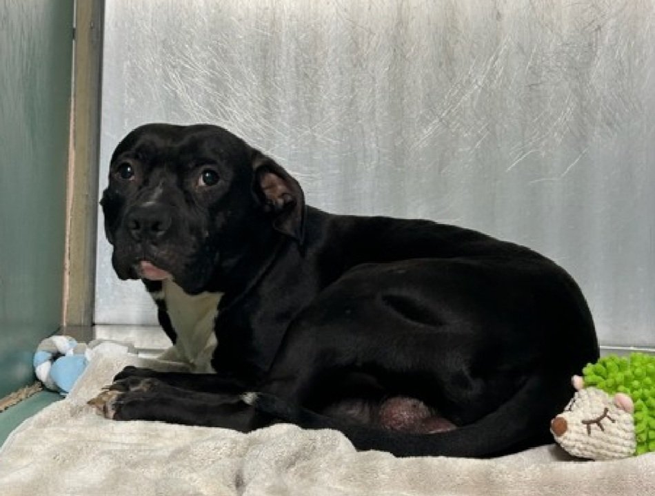 MorgFairsdogs's tweet image. Harlem 251508
Listed TBK 4/18
#NYCACC #RescueOnly 
He is a very shy 2 yr old 
Despite efforts to make him comfortable, he remains highly fearful 
Flails on leash
Is receptive to treats &amp;amp; chicken 
Needs exp all adult home 
Help save Harlem!
nycacc.app/browse/251508
#Pledge4Rescue