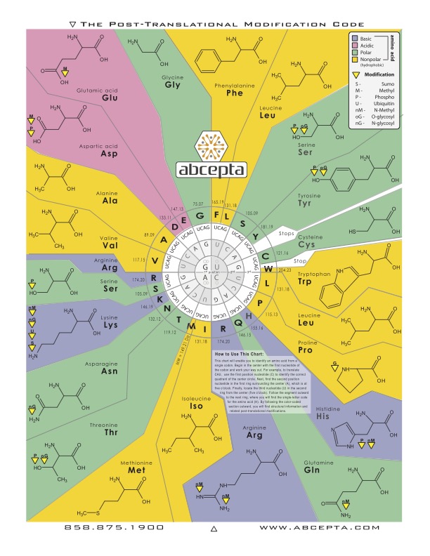 abcepta's tweet image. 20 amino acids. Endless function thanks to PTMs. Clean Post-Translational Modification reference chart from @Abcepta. RT if useful!
50% off 15,000 Abcepta in-house products (valid through June 30)
#PTM #Proteomics #PostTranslationalModifications #Biochem #Antibody #ResearchTools