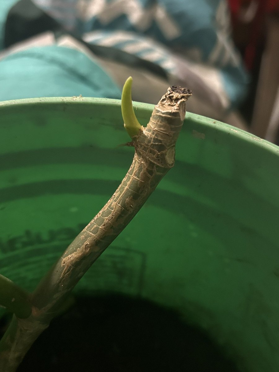 𝒢𝓊𝓂𝓂𝓎 𝒷𝑒𝒶𝓇 tweet media