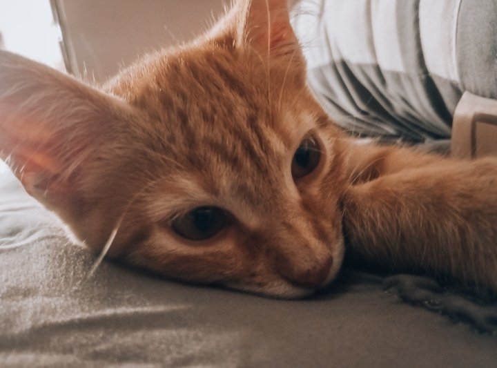 muslo_randal's tweet image. 😼 Modo relax activado
#catvibes #ModoRelax