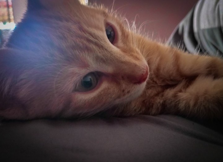 muslo_randal's tweet image. 😼 Modo relax activado
#catvibes #ModoRelax