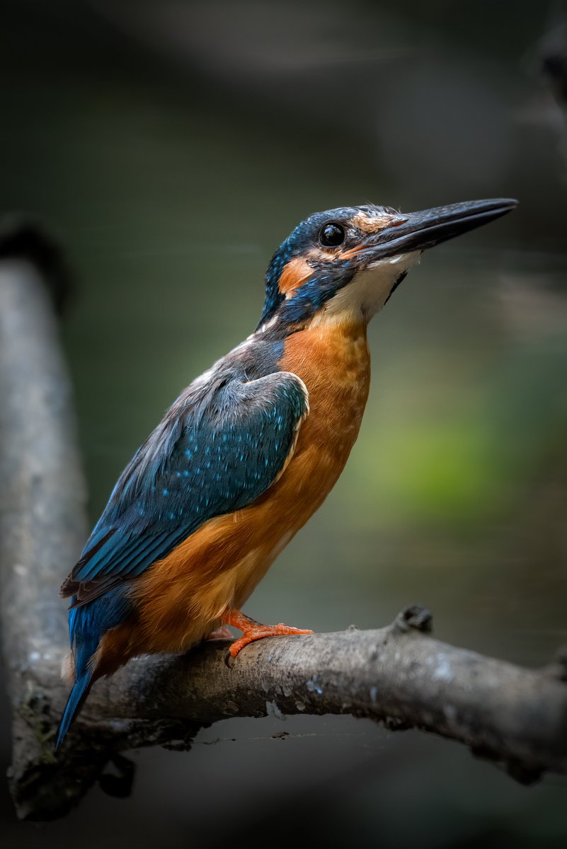 Ⓥ Thierry 😐 tweet media