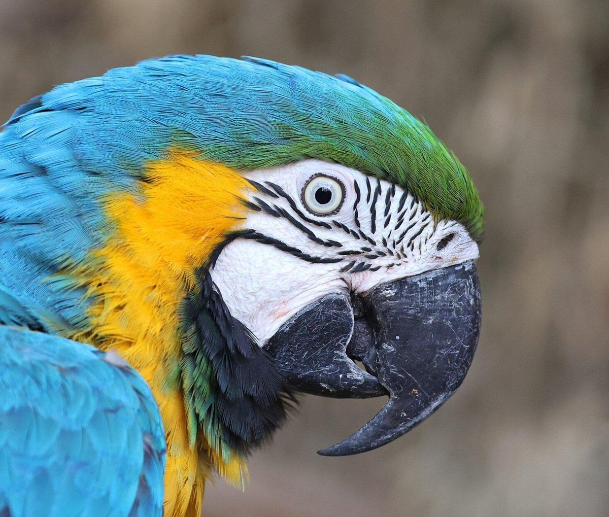 Stats Globe tweet media