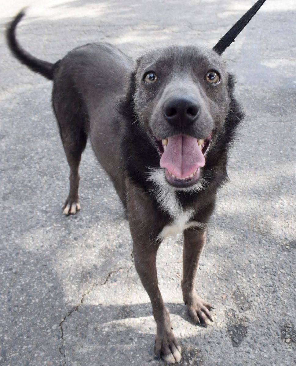 Abrigo João Rosa tweet media