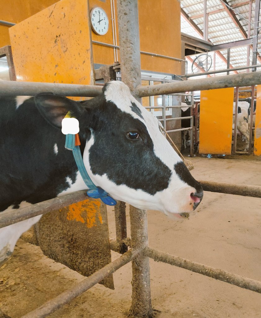 昨日妊鑑だった🐄
が、推し牛オニギリがロボ牛舎何往復しても全然見つからず、旦那に
｢オニギリいない！！オニギリ可愛い過ぎるし実は牛の精なんかもしらん！！私の心が清らかな時にしか現れんのかも！！オニギリいないっ！！｣
って喚いてたら後ろの待機場で顔出して反芻してた。可愛い❤