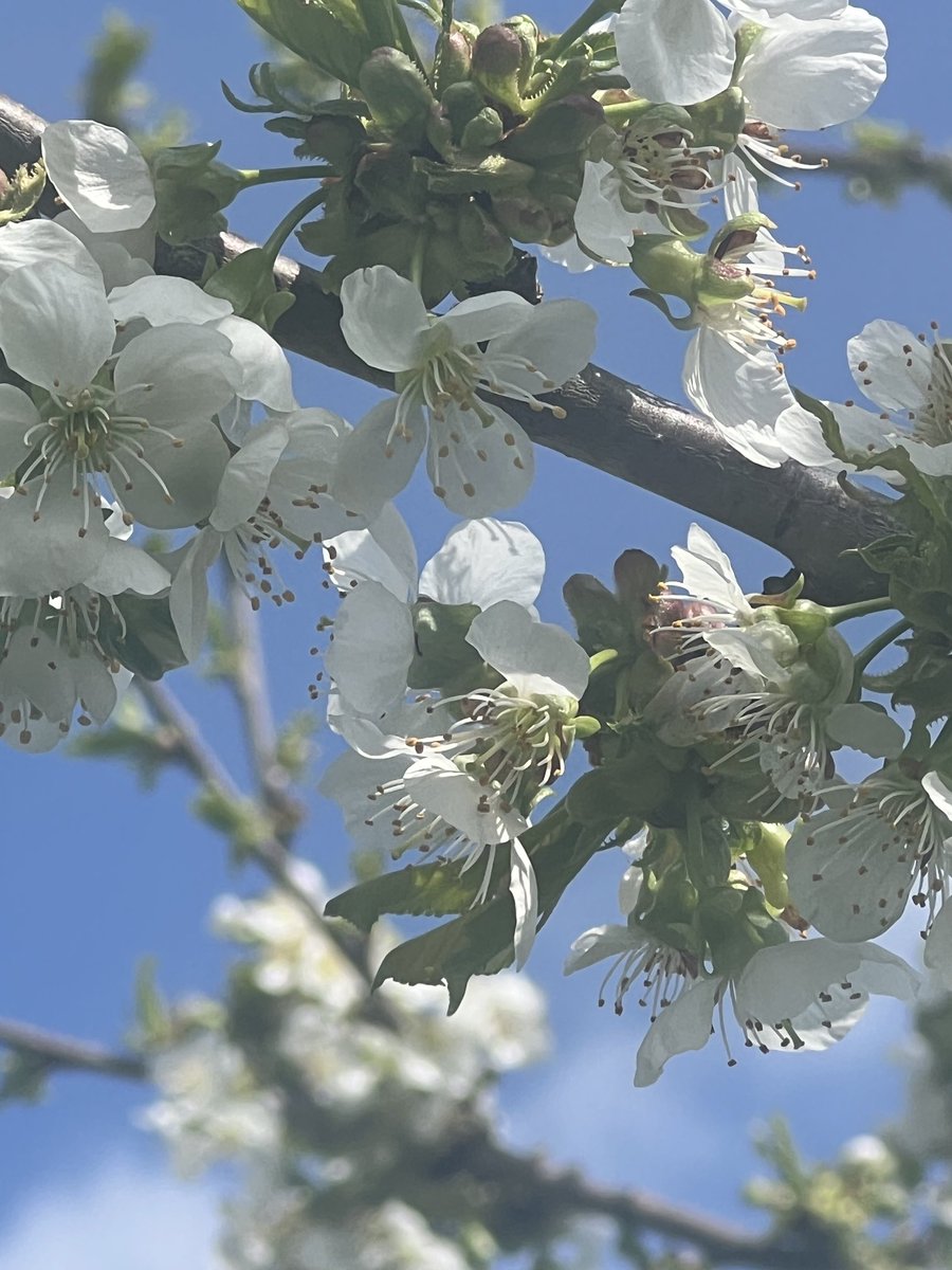 ken_kasinger's tweet photo. Cherry blossoms https://t.co/xb4XFzw3bT