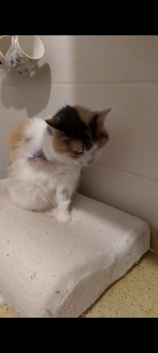 Bize hiç destek gelmiyor ve hiç paylaşılmıyor güzel çocuğum ameliyat oldu ve artık tek göz ve 3 bacaklı olarak yaşayacak ama klinik borcumu kapatamadım lütfen en azından paylaşalım mı🙏