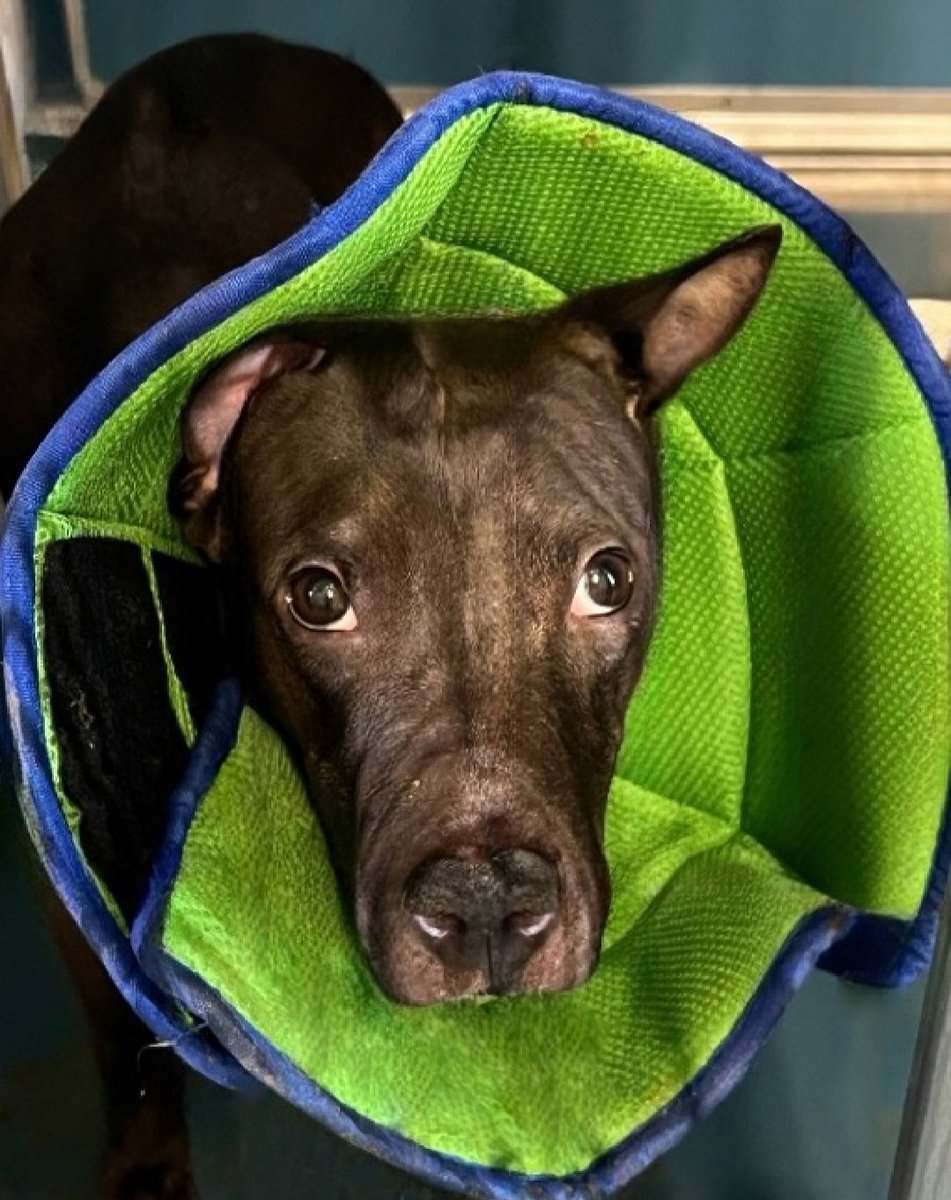 MyBoxerLuvMac1's tweet photo. 💔Wolly💔
▪️Listed TBK: 4/18💉 
 #NYCACC #251435 1Yr
#RescueMe

Precious sweetie's💔, recently arrived, emaciated, now listed!
Last place 4 a puppy!
Fearful, confused!
Who knows all he's endured in his short life!
Has he ever known love?
Tense on walks, attempts 2 interact.
Needs loving, all adult, N.East #Foster, 4 security, 2 decompress & blossom.

DM @CathyPolicky
Pls #pledge4rescue
💞CH
https://t.co/5S24EaOTAd