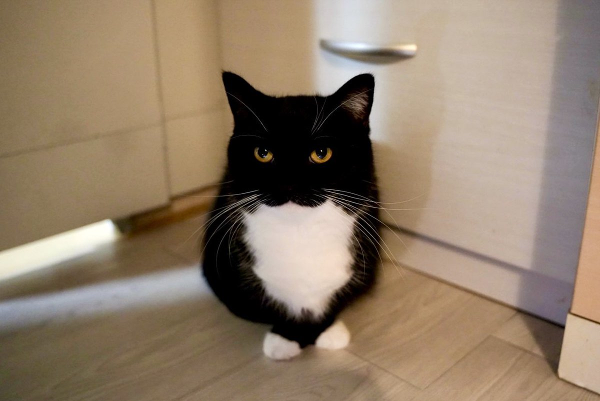 I'm Uni :3 tweet media