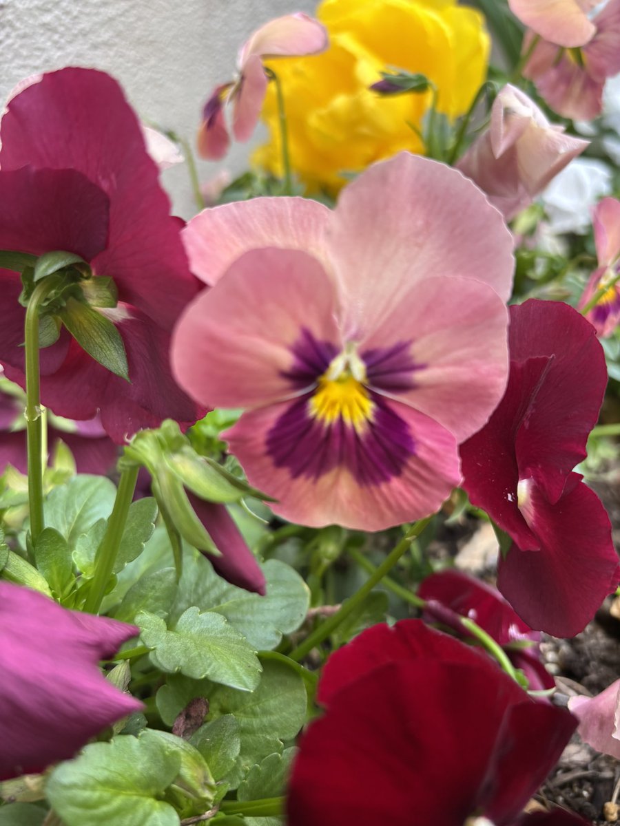 4月17日、おはようございます☀
今日も愛知にあいみょんがと思うと嬉しさやワクワクが止まらないです( ^_^)/~~~
PPYは特別過ぎて、応援するAIMを幸せにしてくれる時間🥰
今日もあいみょんに、みんなからたくさんの感謝の声援を届けようねー(*ﾟ▽ﾟ)ﾉ
#AIM植物愛好会
<a href="/aimyonGtter/">あいみょん 🦭</a>