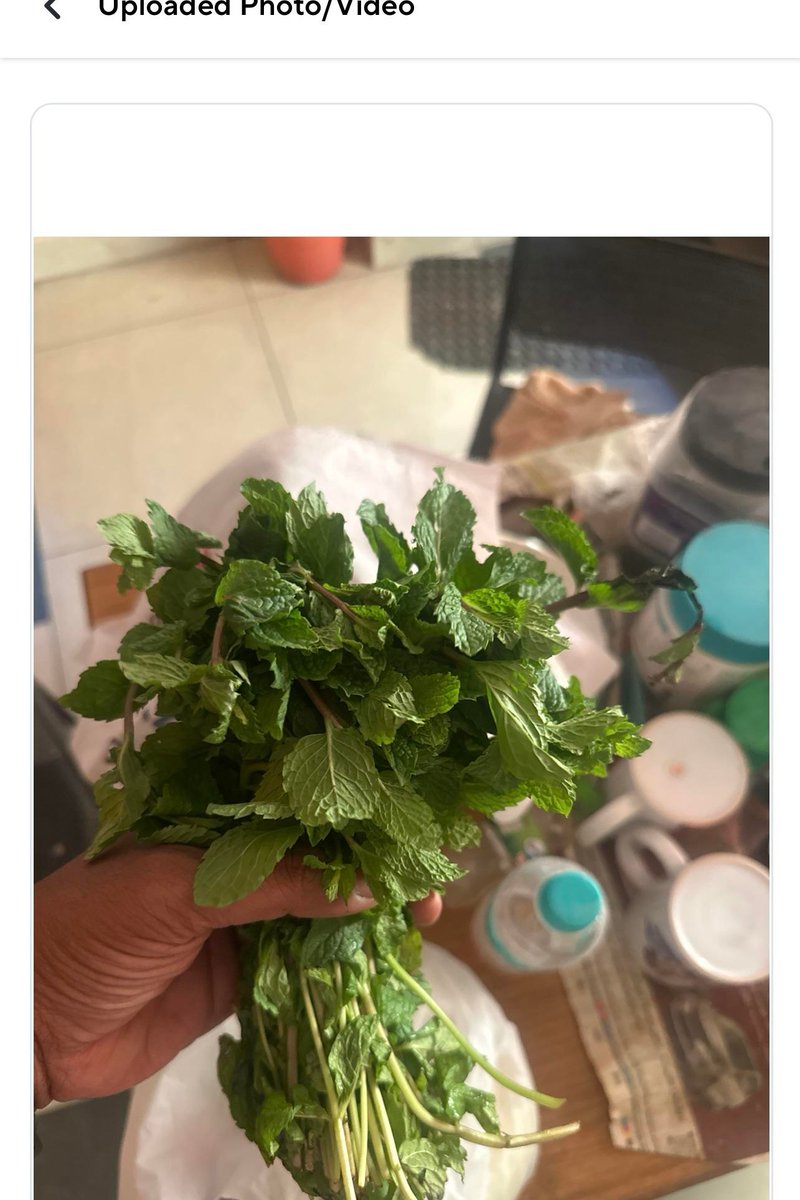 miyaahi's tweet photo. #zepto se palak order kya lekin aya kya podina and support team say palak and podina same hai 🙄 https://t.co/gOTdWwMr3y