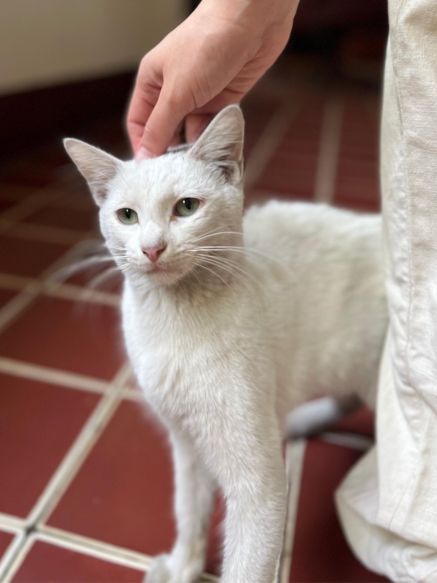 Mammert17's tweet photo. Ola buenas, si alguien está interesao en adoptar un gatito, tenemos a estos en adopción

Macho 11 meses aprox cariñoso, noble, no castrado, si vacunado 

Hembra 2 años independiente, no castrada, si vacunada 

Hembra 8 meses aprox cariñosa, no castrada, no vacunada https://t.co/KONXu5N2hy