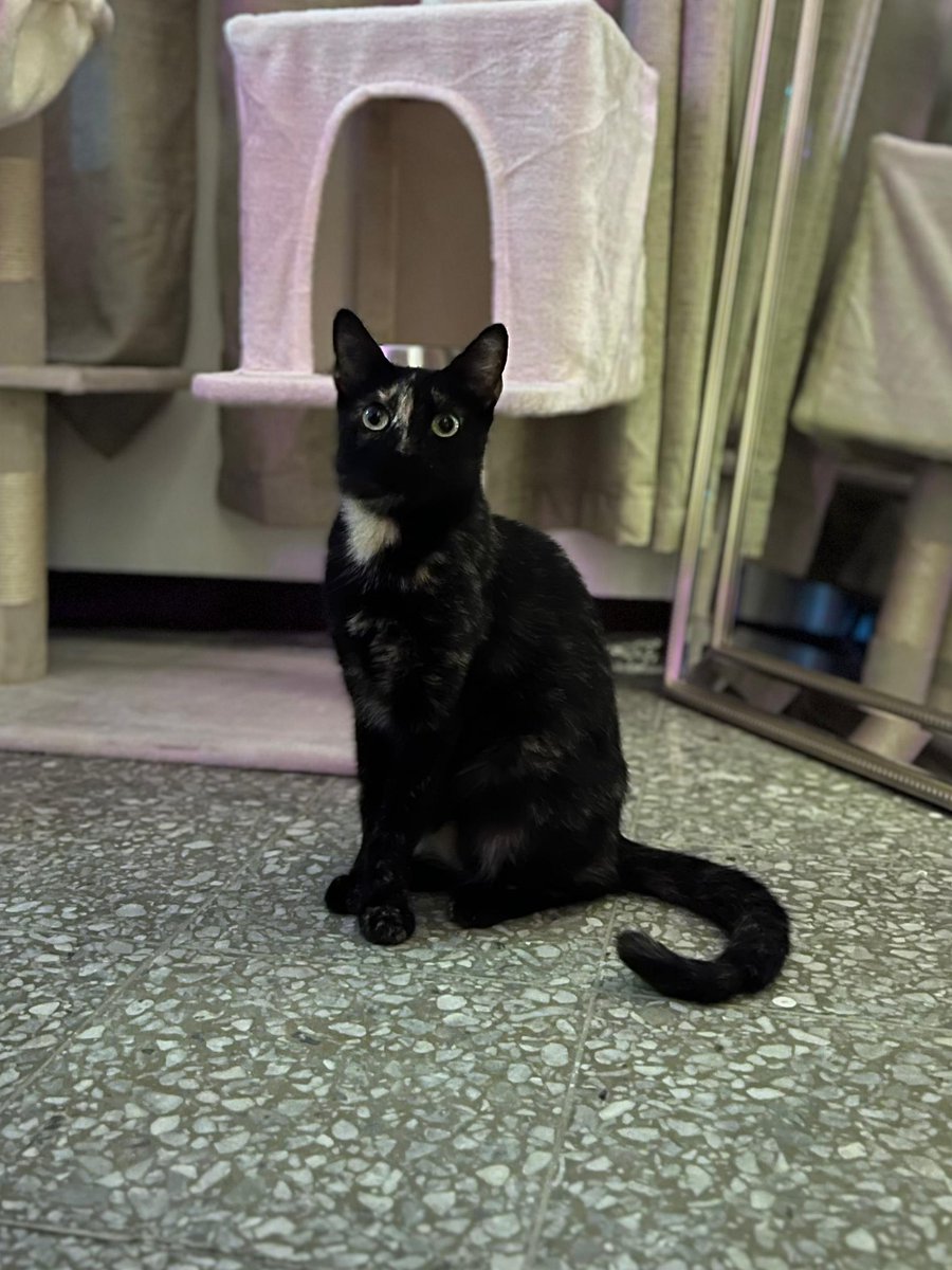 Mammert17's tweet photo. Ola buenas, si alguien está interesao en adoptar un gatito, tenemos a estos en adopción

Macho 11 meses aprox cariñoso, noble, no castrado, si vacunado 

Hembra 2 años independiente, no castrada, si vacunada 

Hembra 8 meses aprox cariñosa, no castrada, no vacunada https://t.co/KONXu5N2hy