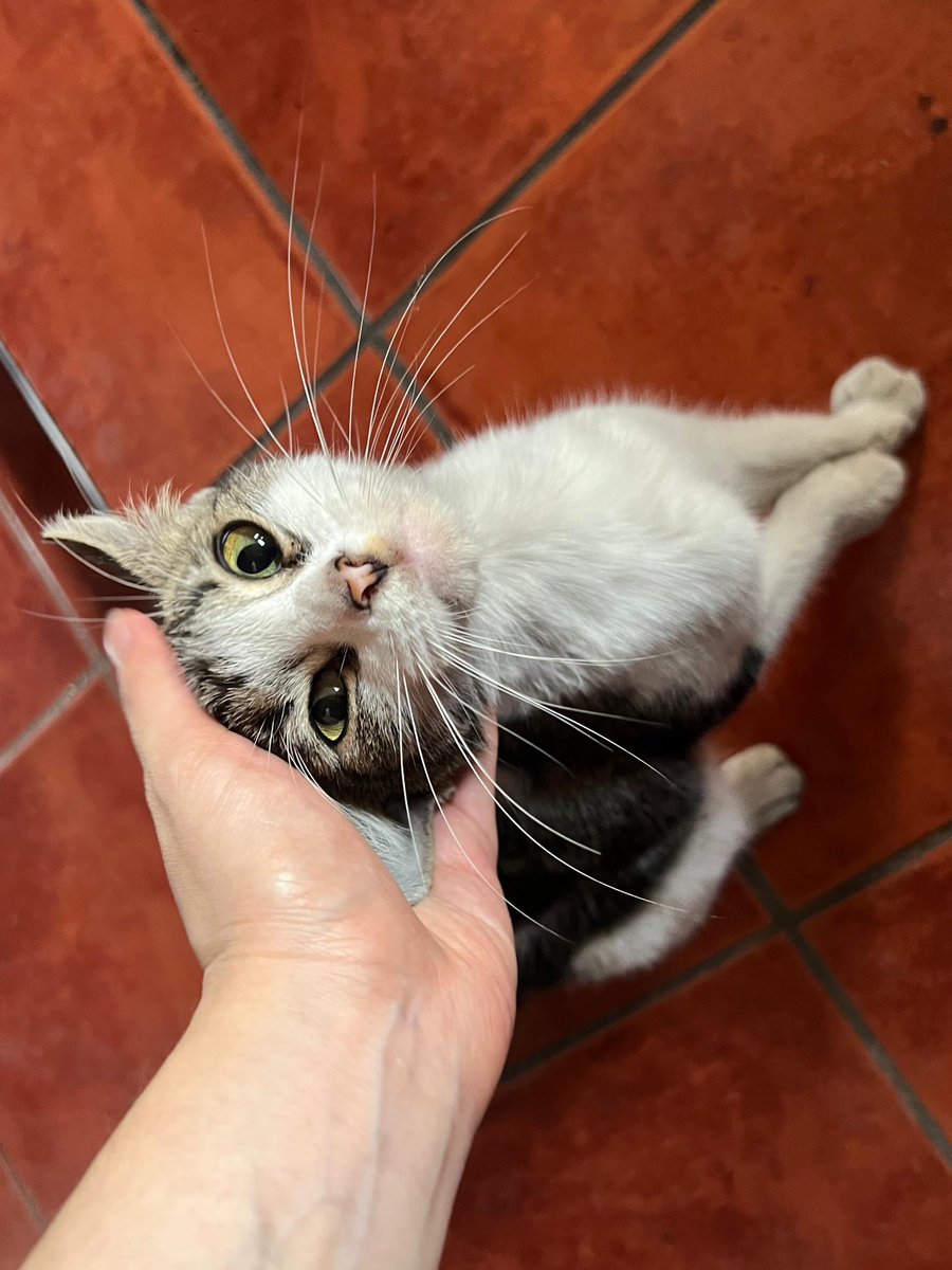 Mammert17's tweet photo. Ola buenas, si alguien está interesao en adoptar un gatito, tenemos a estos en adopción

Macho 11 meses aprox cariñoso, noble, no castrado, si vacunado 

Hembra 2 años independiente, no castrada, si vacunada 

Hembra 8 meses aprox cariñosa, no castrada, no vacunada https://t.co/KONXu5N2hy