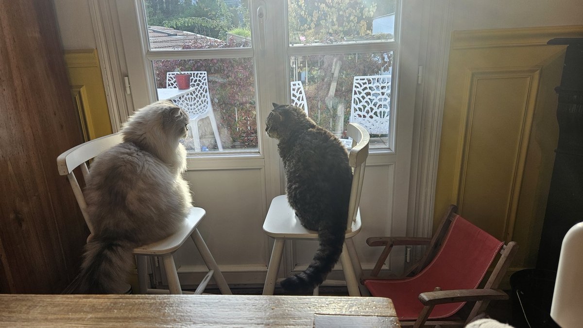 Cyber Meow Cat tweet media