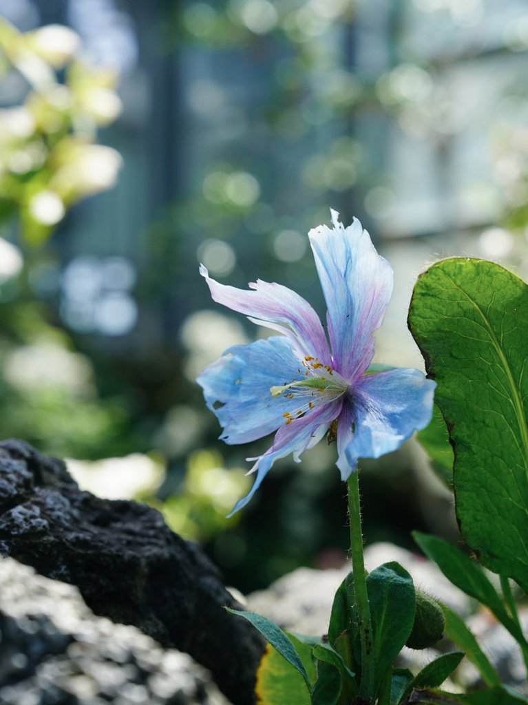hanairo_photo's tweet photo. ヒマラヤの青いケシ https://t.co/xUair1H5an