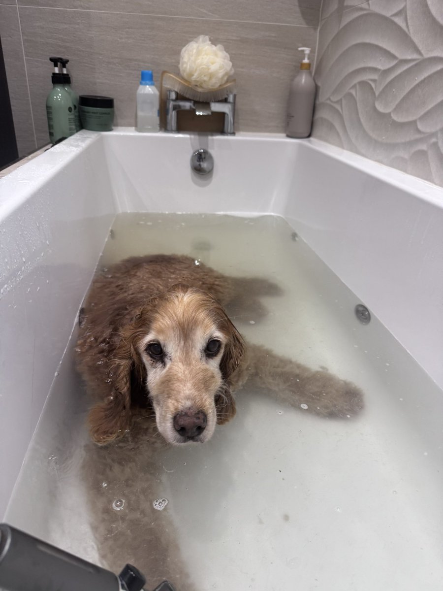 SpanielsSuper's tweet photo. @piccalo50 He would have a #Baff every day if he could
#NoooooooooDontMakeMeGetOut https://t.co/rA88uHEijd