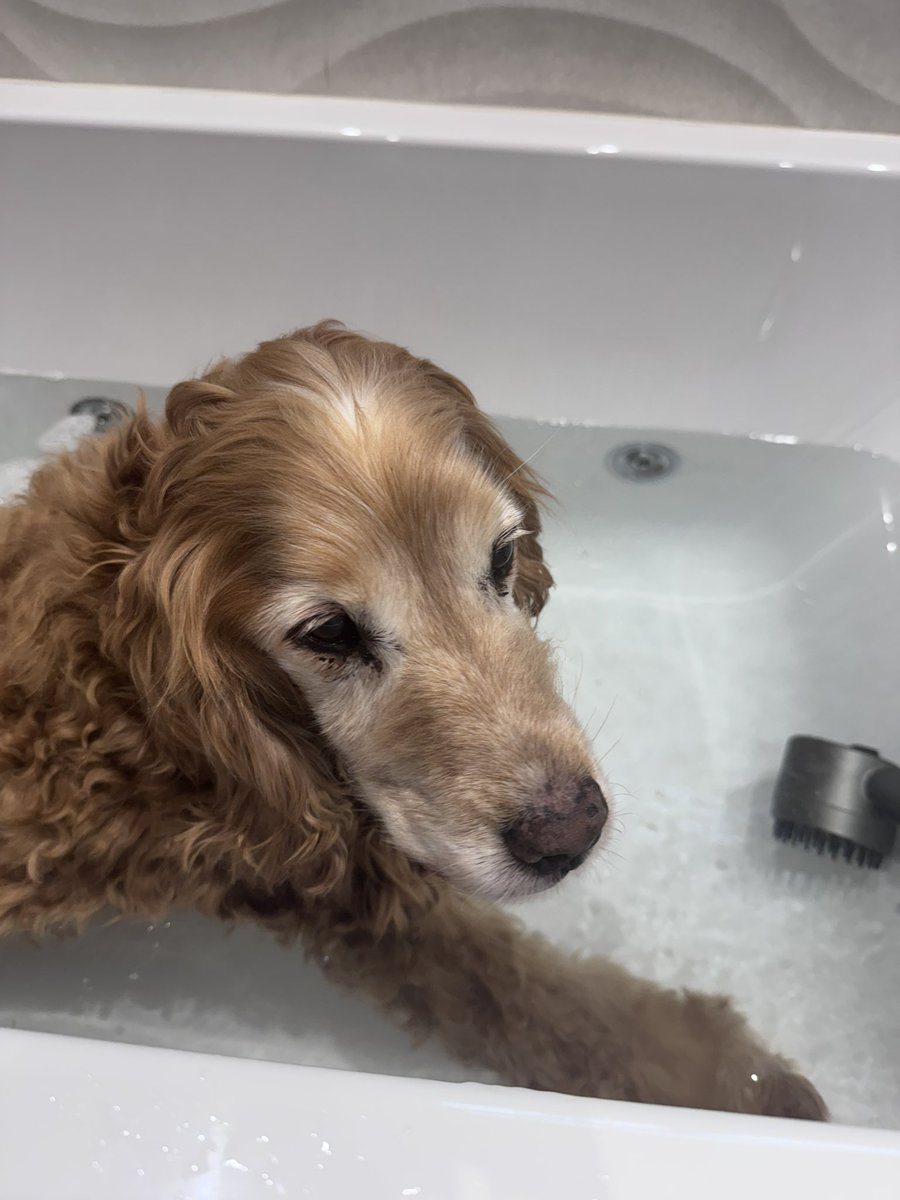 SpanielsSuper's tweet photo. @piccalo50 He would have a #Baff every day if he could
#NoooooooooDontMakeMeGetOut https://t.co/rA88uHEijd