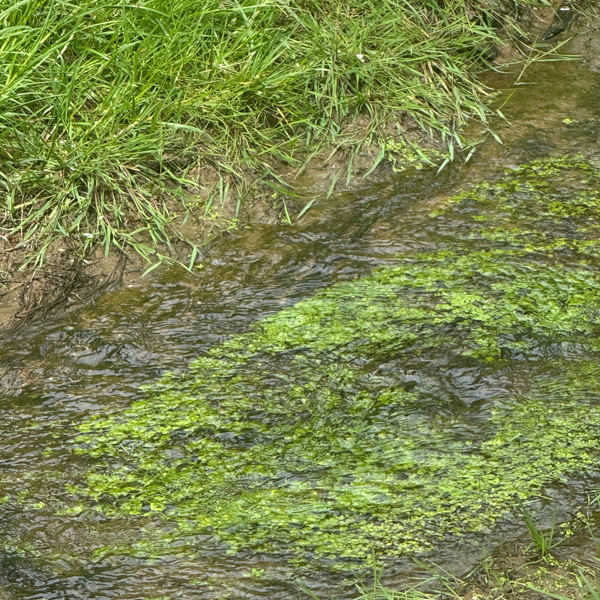 iya ( 0 / 5kg ) tweet media