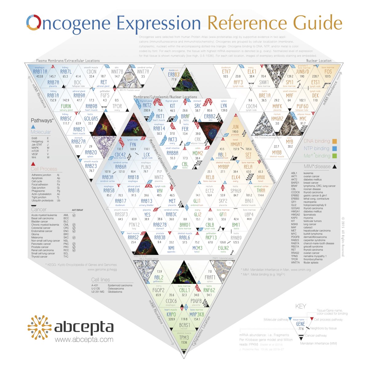 abcepta's tweet photo. Comprehensive Oncogene Expression Reference from @Abcepta. Tissue, location, pathway &amp; cancer links in one visual. Stop by Abceptas booth #1452 at #AACR to pick up your hard copy.
#Oncogene #CancerResearch #TumorBiology #ScienceVisualization #Biochem #Antibodies #ResearchTools https://t.co/K7YfIcTf6D