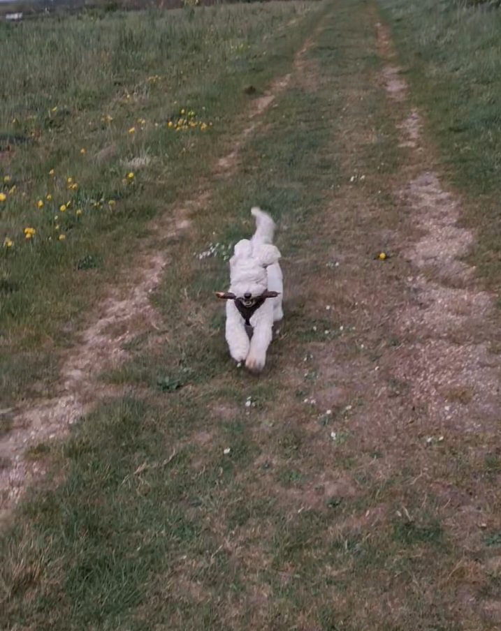 JACK BovverBoy 🐾 tweet media