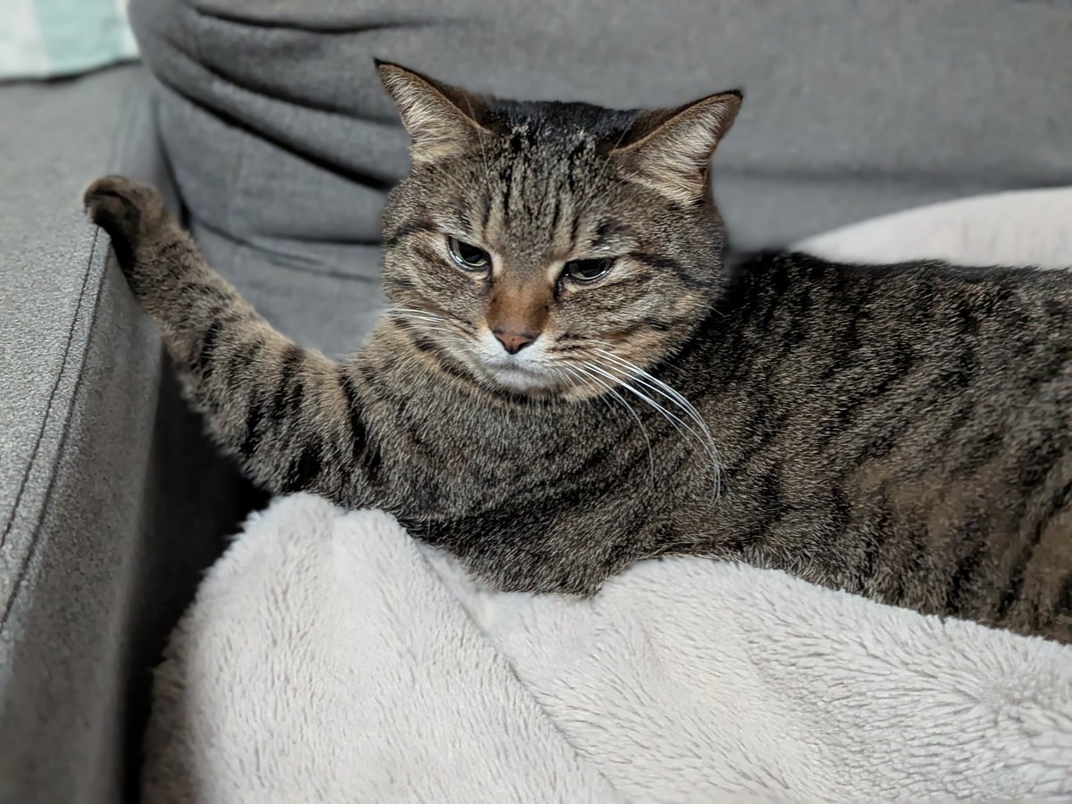 猫🐈😻 Ciel🐾 tweet media