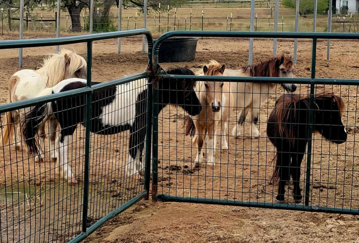 Palomino Ridge Ranch Horse Rescue & Sanctuary tweet media