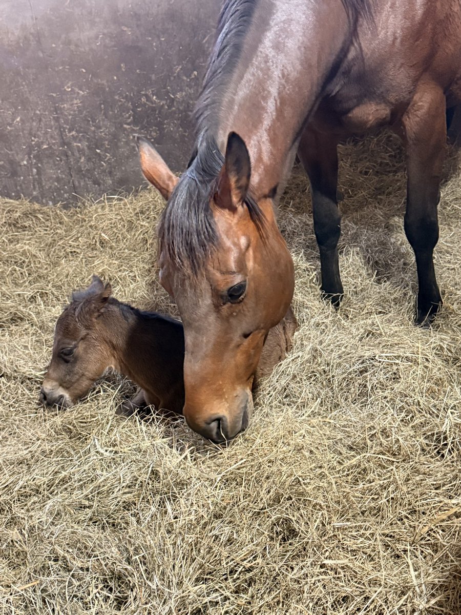 高橋ファーム(次男) tweet media