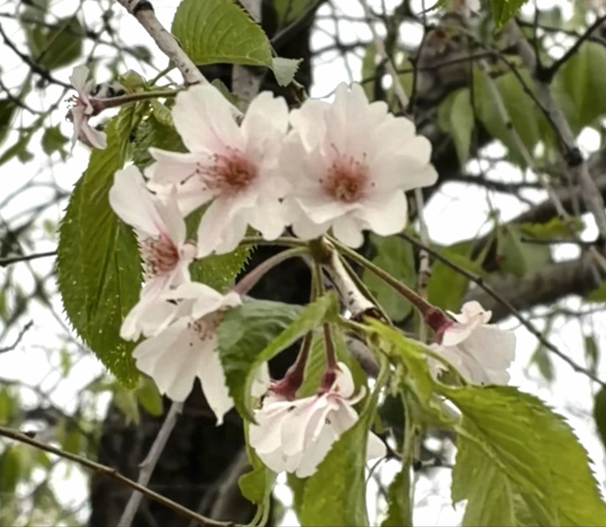 ツチ店長 【公式】 tweet media