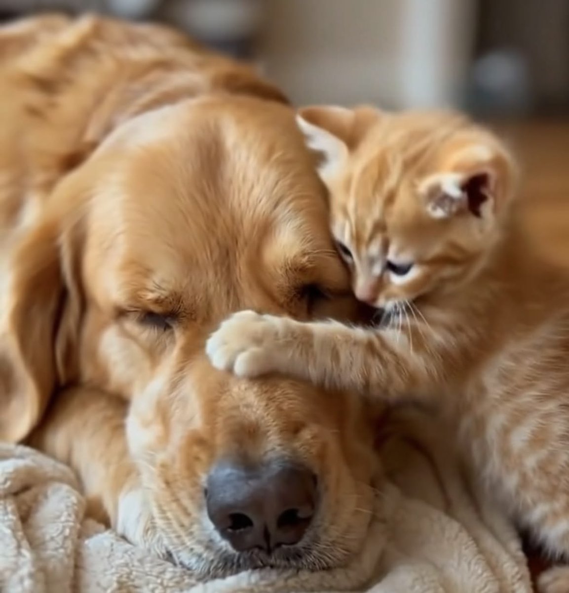 🐶💕🐱💕