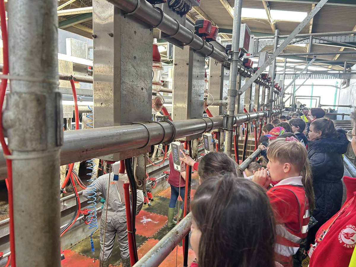 kincraigY3's tweet image. We visited the milking parlour during milking time and watched the cows being milked 🐄 #geography #outdoorlearning #fernhillfarm