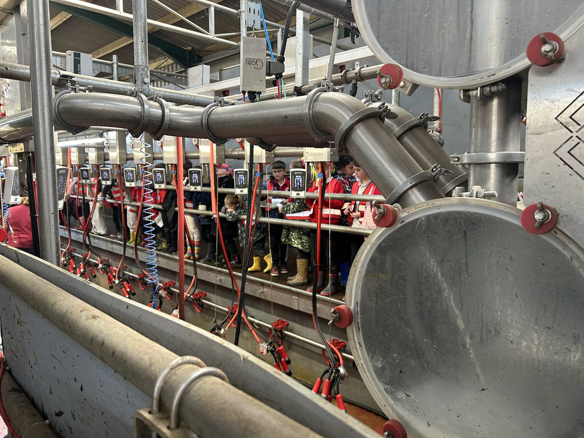 kincraigY3's tweet image. We visited the milking parlour during milking time and watched the cows being milked 🐄 #geography #outdoorlearning #fernhillfarm