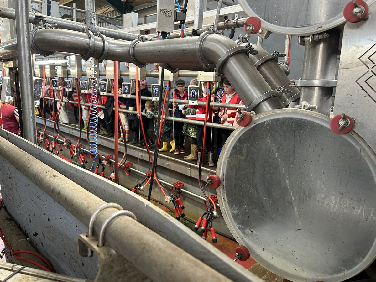 kincraigY3's tweet image. We visited the milking parlour during milking time and watched the cows being milked 🐄 #geography #outdoorlearning #fernhillfarm