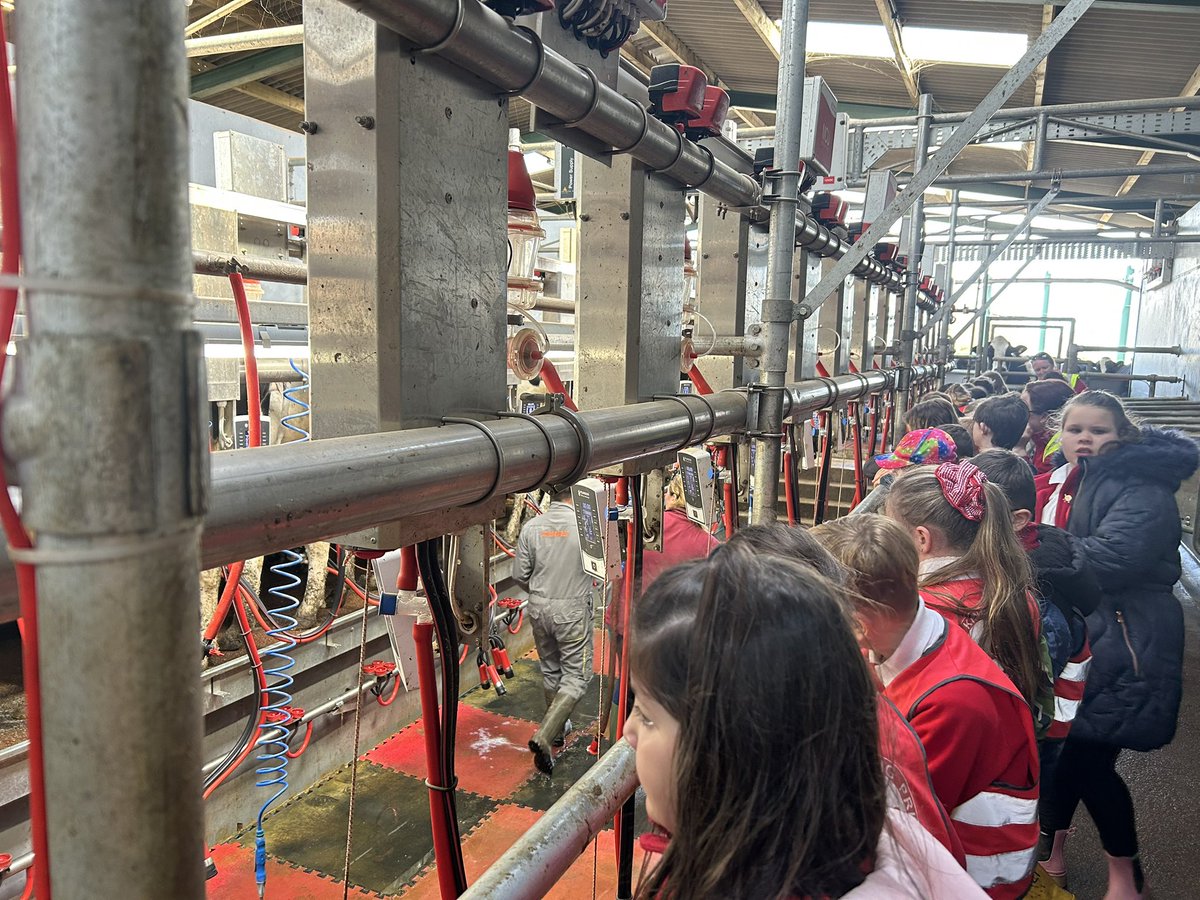 kincraigY3's tweet image. We visited the milking parlour during milking time and watched the cows being milked 🐄 #geography #outdoorlearning #fernhillfarm