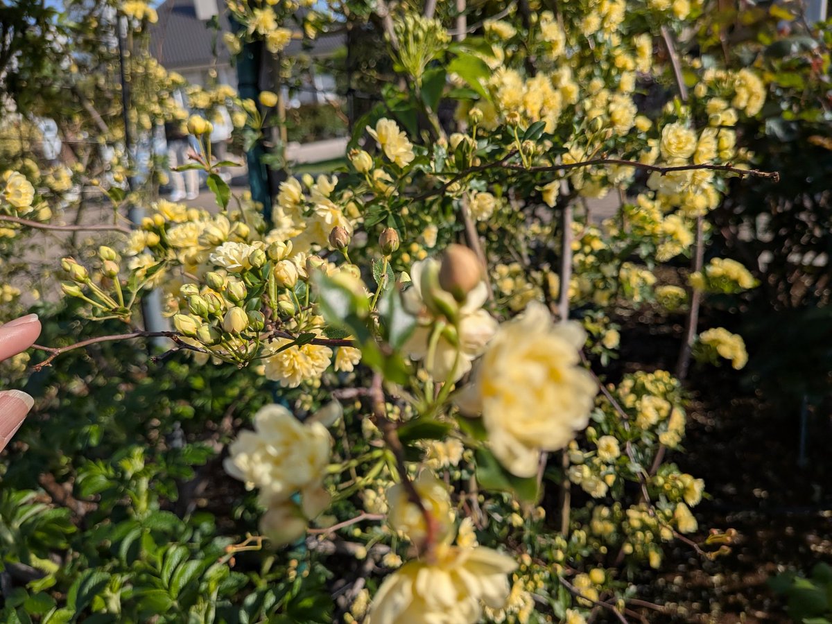 門賀美央子 tweet media