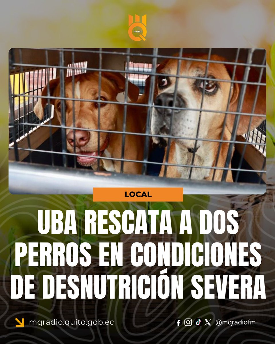 MQRadiofm's tweet image. 🔴#Noticias | La @UBAQuito en coordinación con @amcquito atendió una denuncia en el sector de La Armenia, donde se reportó a Rufino, de aproximadamente 10 años, y Abril, de 10 meses, que permanecían en condiciones inadecuadas en la terraza de un conjunto residencial. La sanción
