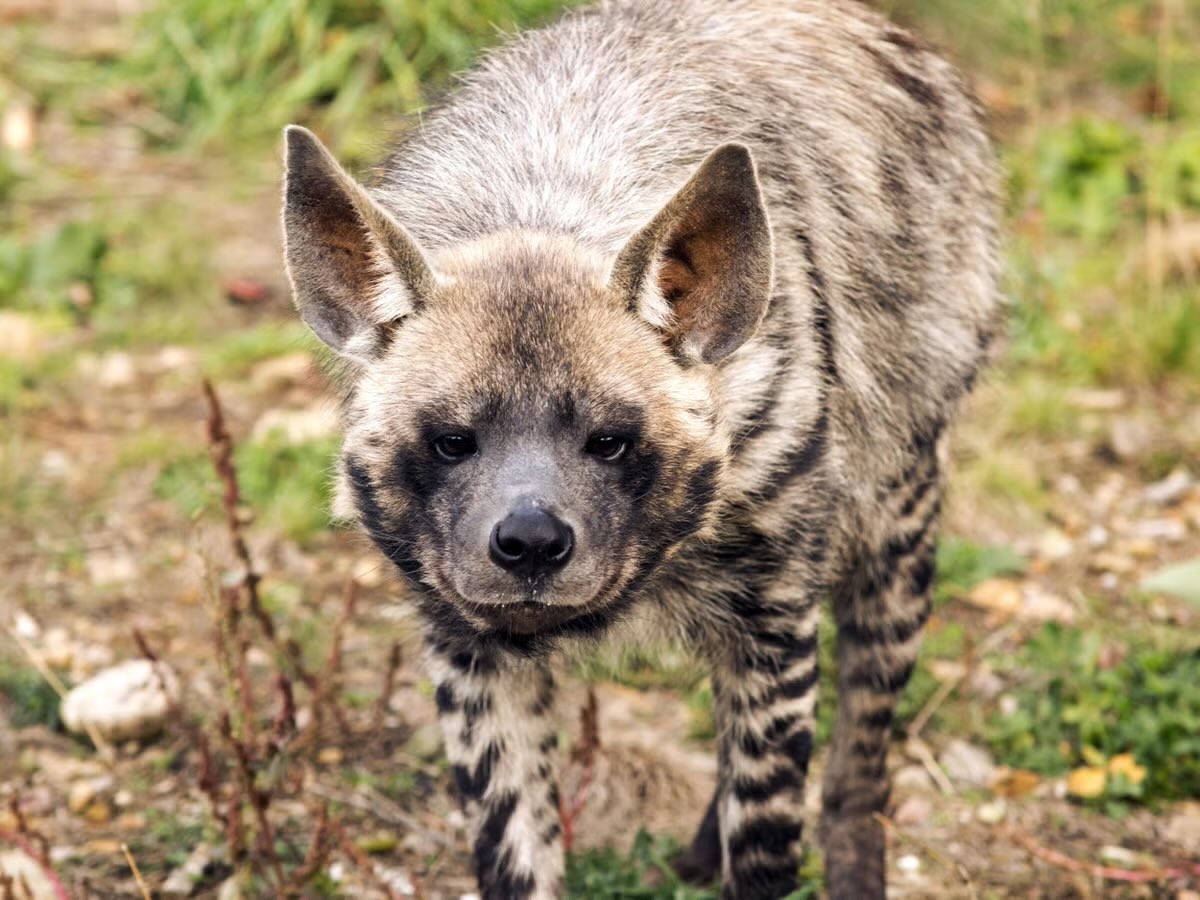 House__M_D's tweet photo. In case you didn’t know. 

The striped hyena (Hyaena hyaena) is recognized as the national animal of #Lebanon. https://t.co/hcVg9nL4ea