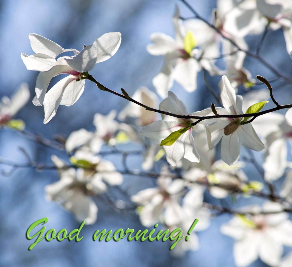 StellaFoxinink6's tweet image. Spring is a time of change. You can walk the same route many times, and one morning you notice flowers. What are they, where did they come from? It's a magnolia flower. Only pleasant surprises on Fridays😘💕
#fridaymorning #flowerlovers