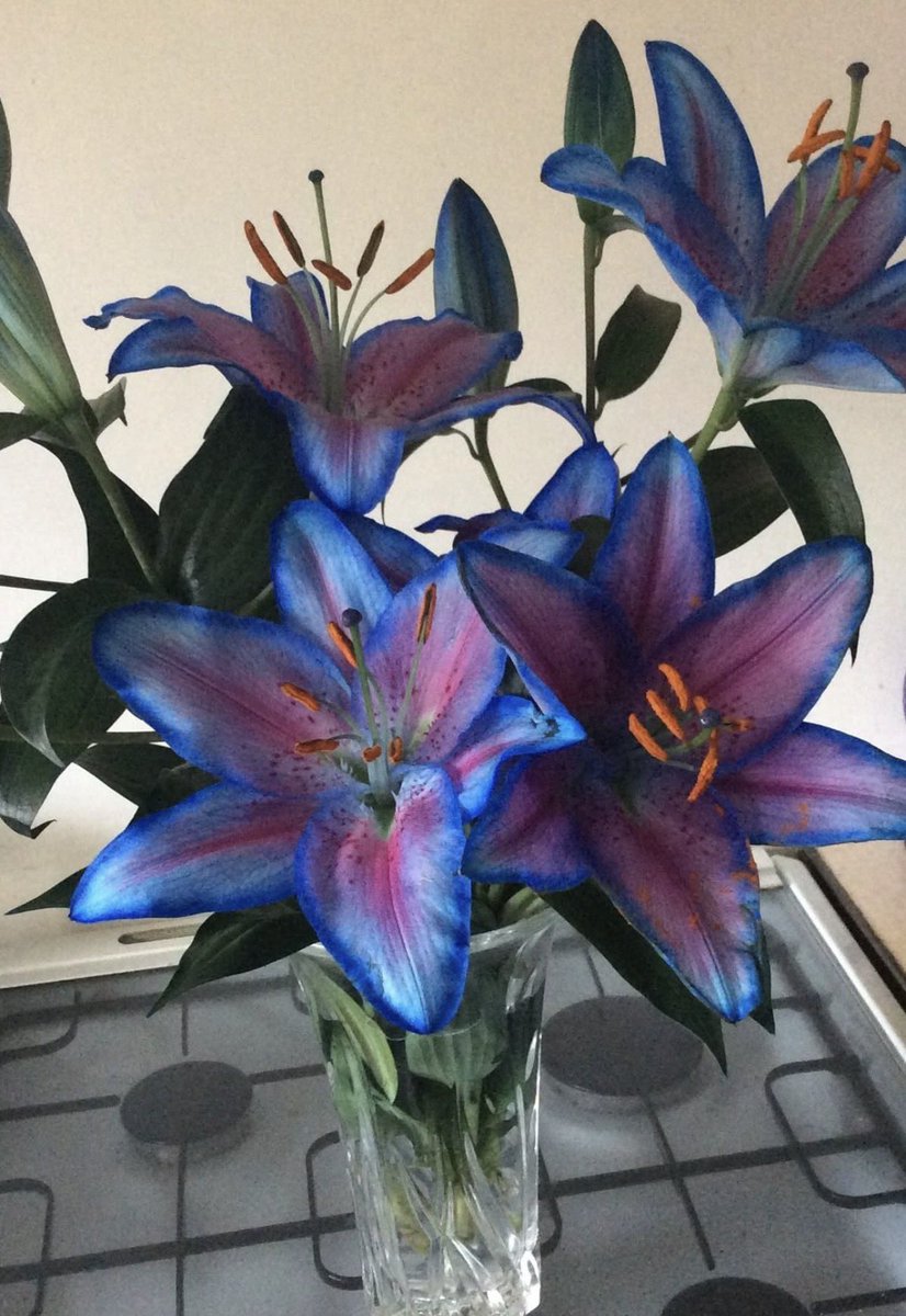 𝑓𝑙𝑜𝑟𝑎 tweet media