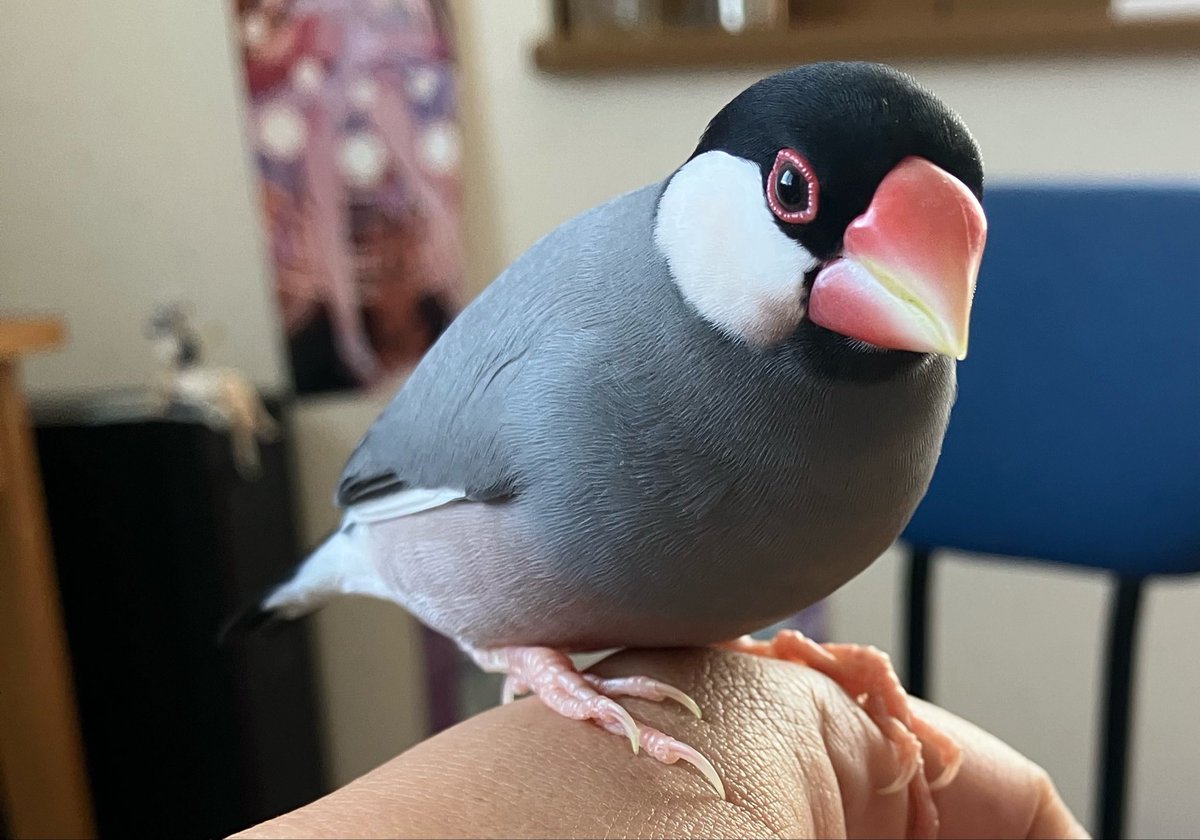 うちのイケメン✨