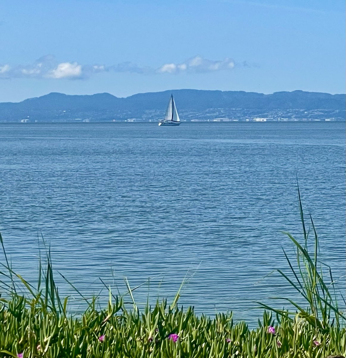 ZenLotusArts's tweet photo. Perfect day for #sailing on the bay 🩵⚓️⛵️🛟☀️ https://t.co/wBH1rDGPh3