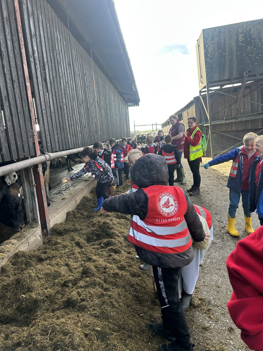 kincraigY3's tweet image. We made a mixture of food for the cows and were given the chance to feed it to them 🐄 #geography #outdoorlearning #fernhillfarm